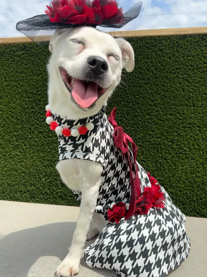 Kentucky Derby Dog Dress with Fascinator